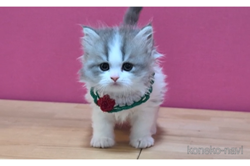 成約済の東京都のスコティッシュフォールド-105328の6枚目